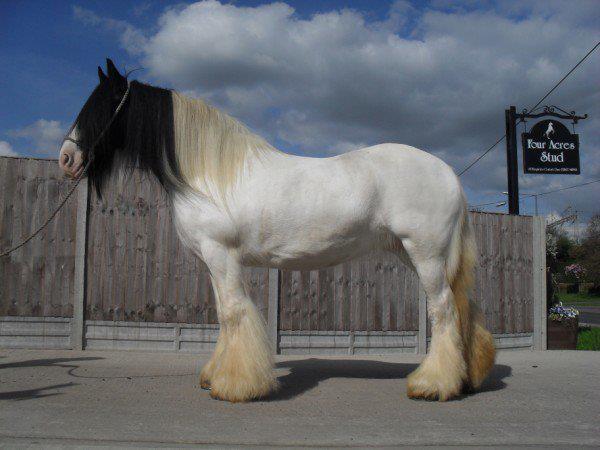 Farringtons Coloured Horses For Sale